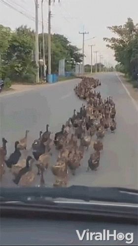 A Herd Of Ducks Are Walking Down A Street . GIF