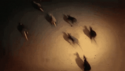 A Herd Of Horses Running In A Circle In The Dark . GIF