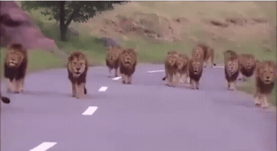 A Herd Of Lions Are Walking Down A Road In The Wild . GIF