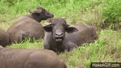 A Herd Of Water Buffalo Are Laying In The Grass And Looking At The Camera . GIF