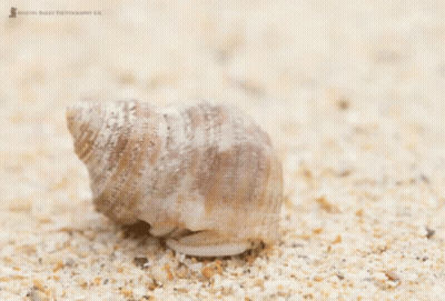 A Hermit Crab In A Shell On A Sandy Beach GIF