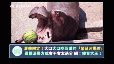 A Hippo With Its Mouth Open Eating A Watermelon With Webtvasia In The Background GIF