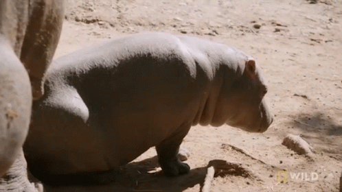 A Hippopotamus Is Kneeling Down In The Dirt With A Wild Logo In The Background GIF