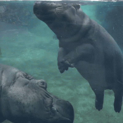 A Hippopotamus Is Sitting On Top Of Another Hippopotamus In A Tank GIF