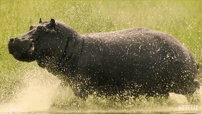 A Hippopotamus Is Splashing In The Water With A Netflix Logo In The Background GIF