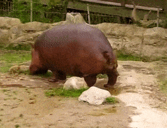 A Hippopotamus Is Standing In The Dirt Near A Rock GIF