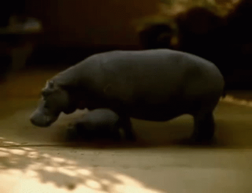 A Hippopotamus Is Standing On Its Hind Legs In The Dirt . GIF