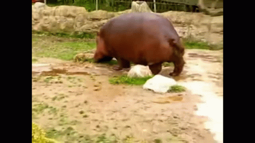 A Hippopotamus Is Standing On Its Hind Legs In The Dirt GIF