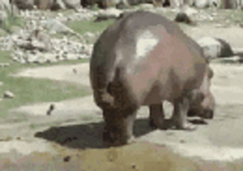 A Hippopotamus Is Standing On Top Of A Dirt Field Eating Grass . GIF