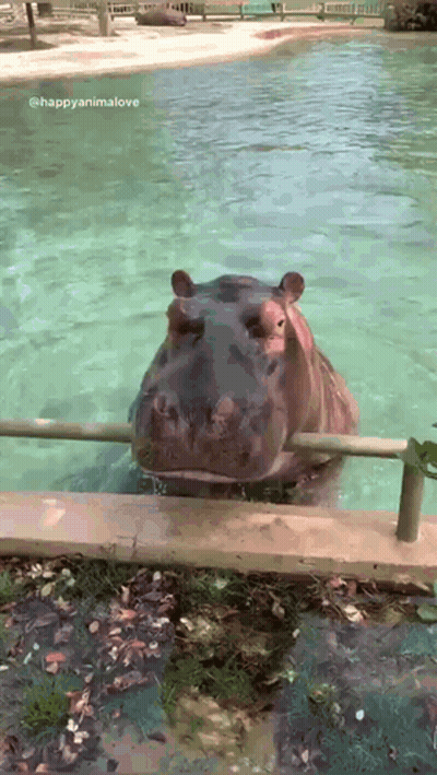 A Hippopotamus Is Swimming In A Pool With A Fence Around It GIF
