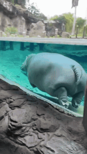 A Hippopotamus Is Swimming In A Pool With A Rocky Shoreline In The Background GIF