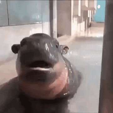 a hippopotamus is swimming in a pool with its mouth open and looking at the camera .