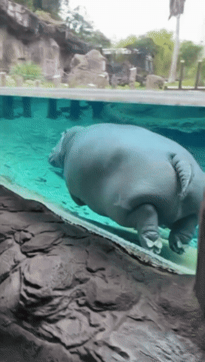 A Hippopotamus Is Swimming In A Tank With A Rocky Shoreline In The Background GIF