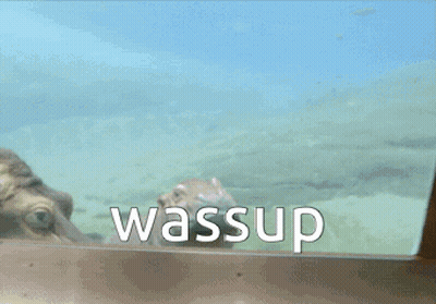 A Hippopotamus Is Swimming In The Water And The Word Wassup Is On The Bottom GIF