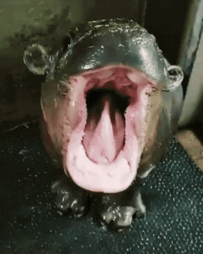 A Hippopotamus With Its Mouth Open And Its Tongue Hanging Out GIF