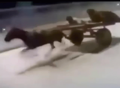 A Horse Drawn Carriage Is Being Pulled By Two Horses . GIF