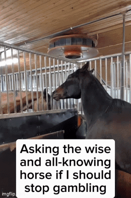 A Horse In A Stable With The Caption Asking The Wise And All-Knowing Horse If I Should Stop Gambling .. GIF