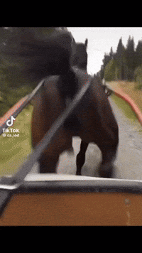 A Horse Is Being Pulled By A Car On A Country Road GIF