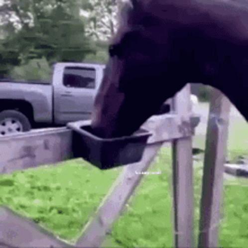 A Horse Is Drinking Water From A Bucket . GIF