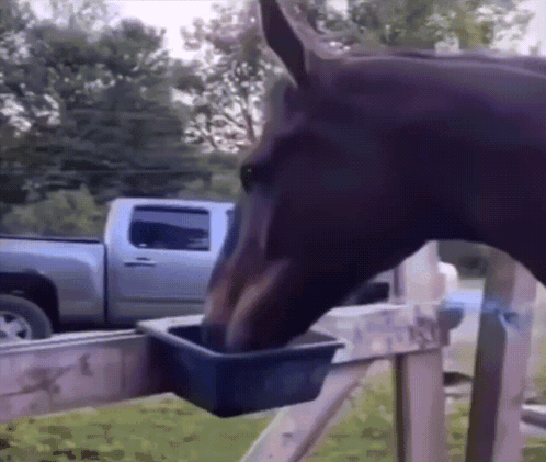 A Horse Is Drinking Water From A Bucket On A Fence GIF