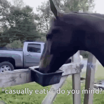 A Horse Is Drinking Water From A Bucket While A Truck Is In The Background . GIF