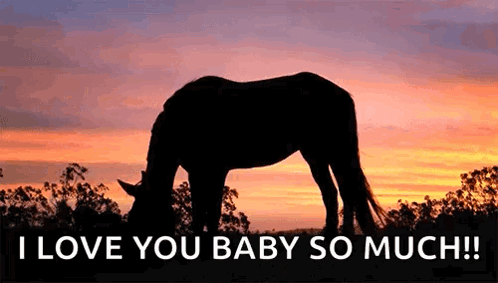 A Horse Is Grazing In A Field At Sunset . GIF