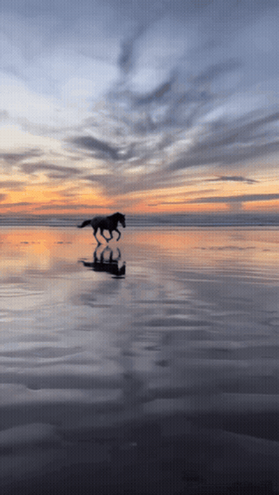A Horse Is Running Across A Body Of Water GIF
