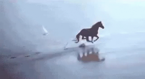 A Horse Is Running On A Beach With A Reflection Of A Person In The Water . GIF