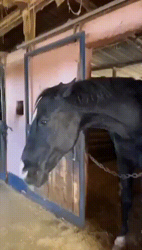 A Horse Is Standing In A Stable With Its Head Out Of The Door GIF