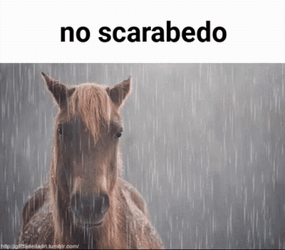 A Horse Is Standing In The Rain With The Words No Scarabedo Above It GIF
