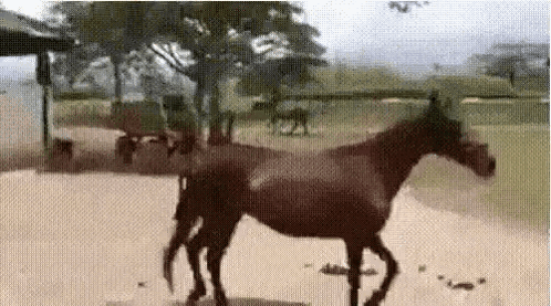 A Horse Is Standing On Its Hind Legs On A Dirt Field . GIF