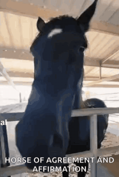 A Horse Is Sticking Its Head Over A Fence In A Stable And Looking At The Camera . GIF