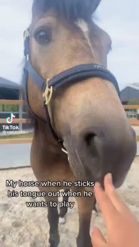 A Horse Is Sticking Its Tongue Out When It Wants To Play With A Person . GIF