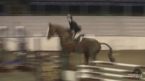 A Horse Jumping Over A Hurdle With The Words Horse Gifs On The Bottom Right GIF