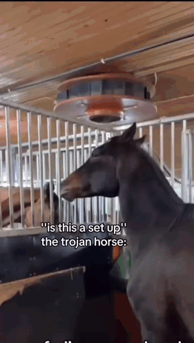 A Horse Standing In A Fenced In Area With The Caption " Is This A Set Up The Trojan Horse " GIF