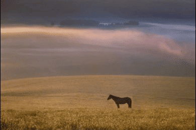A Horse Stands In A Field With A Cloudy Sky In The Background GIF