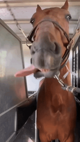 A Horse Sticking Its Tongue Out In A Cage GIF
