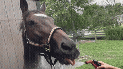 A Horse Sticking Its Tongue Out While Being Sprayed With Water From A Hose GIF