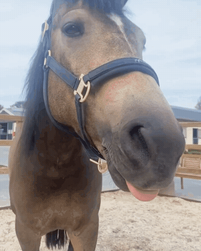 A Horse Wearing A Black Bridle With The Letter H On It Sticking Its Tongue Out GIF
