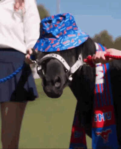 A Horse Wearing A Blue Hat And A Scarf That Says ' Smu ' On It GIF