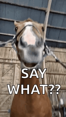 A Horse With A Bridle Is Standing In A Barn And Says `` Say What '' . GIF