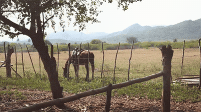 A Horse With A Saddle Is Grazing In A Field Behind A Fence GIF
