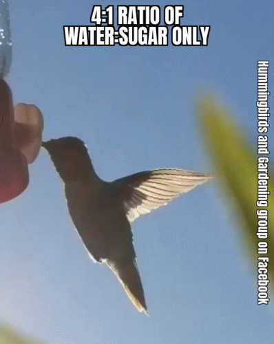 A Hummingbird Drinking From A Feeder With The Caption 4 : 1 Ratio Of Water Sugar Only GIF