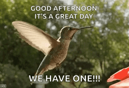 A Hummingbird Is Flying In The Air With The Words `` Good Afternoon It 'S A Great Day We Have One !!! '' GIF