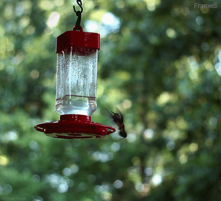 A Hummingbird Is Flying Towards A Bird Feeder With Frames Written On The Bottom GIF
