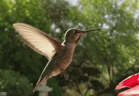 A Hummingbird Is Flying Towards A Red Flower In The Garden . GIF