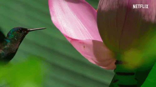 A Hummingbird Is Looking At A Pink Flower With Netflix Written In The Corner GIF