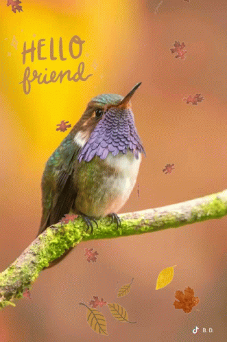 A Hummingbird Is Perched On A Branch With Leaves Falling In Front Of A Yellow Hello Friend Sign GIF
