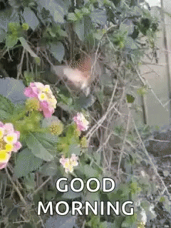 A Hummingbird Is Perched On A Flower With The Words Good Morning Written On It . GIF