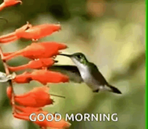 A Hummingbird Is Sitting On A Flower With The Words `` Good Morning '' Written On It . GIF